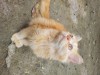Pure persian cat